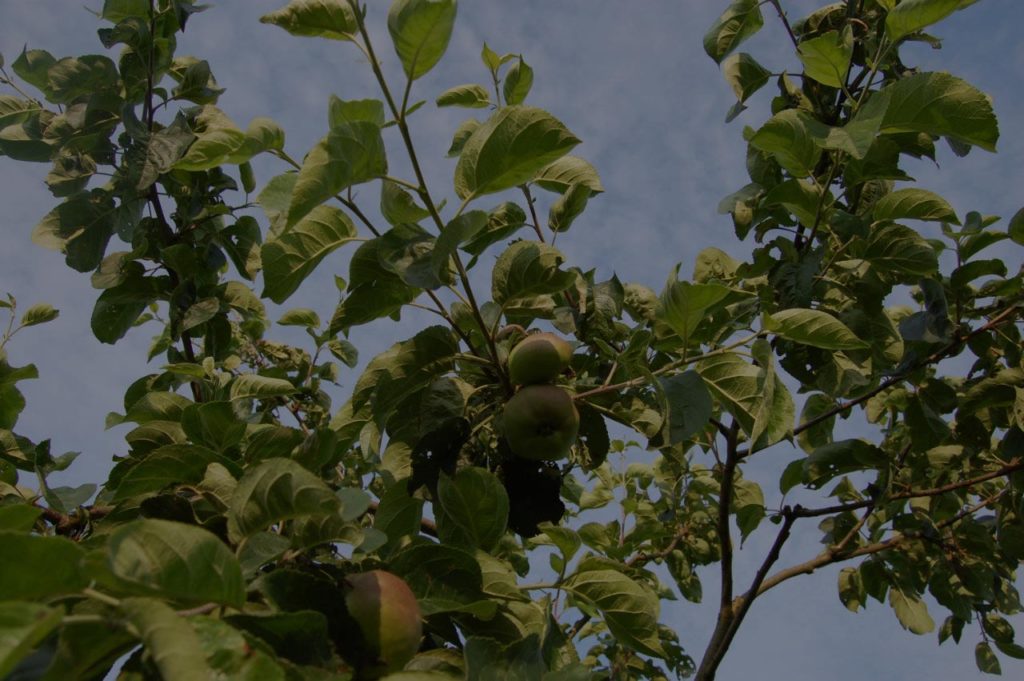 hoogstam-boom-appel